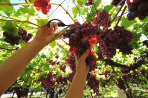 「聽」音樂長大的葡萄樹結果豐碩、果粒大，而且長得快。（AFP）
