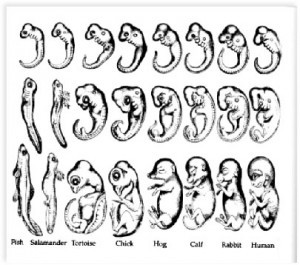 海克爾1874年提出的生物胚胎演變圖。從左到右分別是魚，蠑螈，海龜，雞，豬，牛，兔和人。